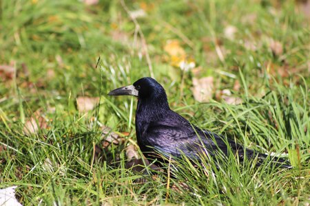 Rook bird bird grass photo