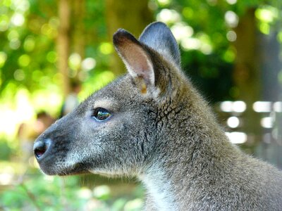 Kangaroo marsupial animal