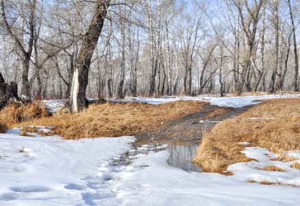 Puddles forest landscape