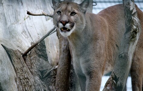 The lioness feral cat animals photo