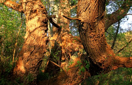 Old trees willow photo