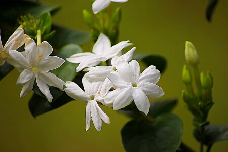 Natural blossom bloom
