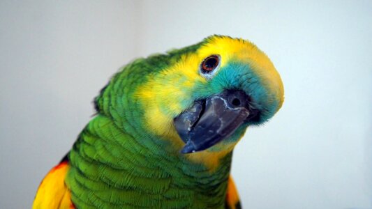 Yellow neck amazone plumage eye photo