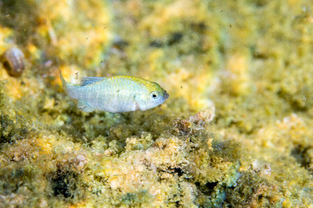 Ash Meadows Amargosa pupfish-1