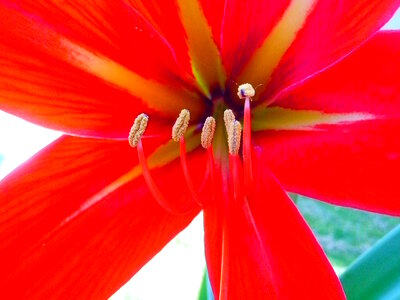 Blossom blossoming flora