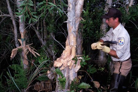 Husband tree trunk
