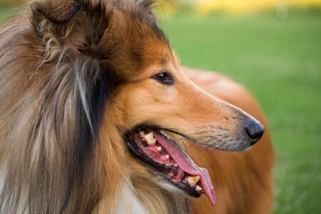 Pet canine pedigree photo