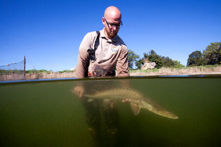 Fishery biologist surveys a Pallid sturgeon photo