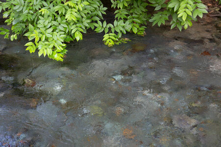 Comal Springs-1