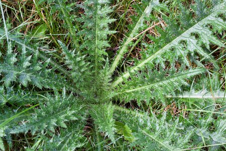 Spiny spur nature photo