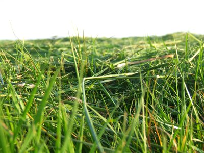 Mowed close up green