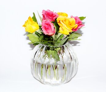 Yellow pink garden