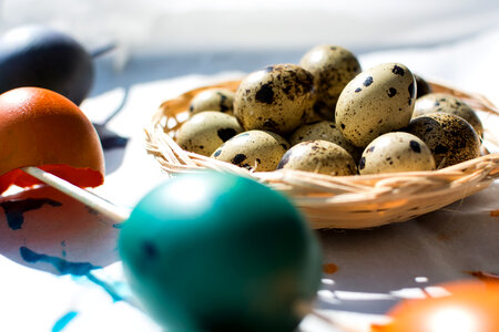 Easter quail and regular colored eggs photo