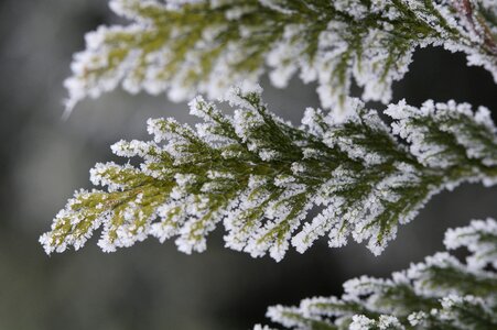 Hoarfrost pine needles winter photo