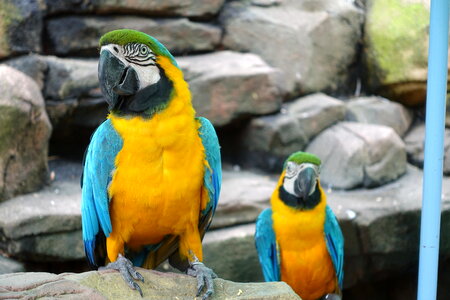 Parrot Aviary Macaws