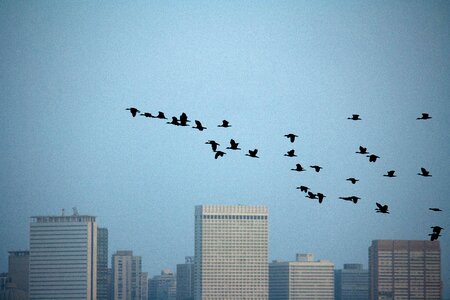 Fly wildlife cityscape