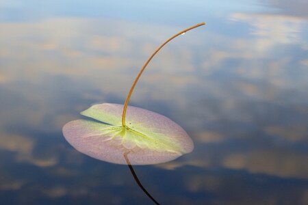 Lake lily minnesota photo