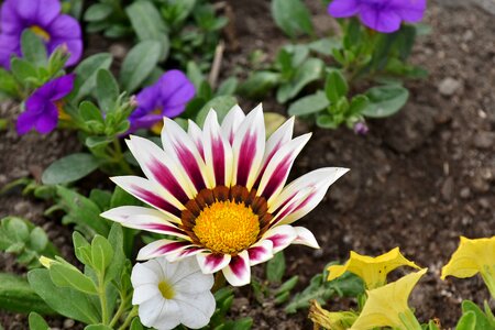 Ground petals pinkish