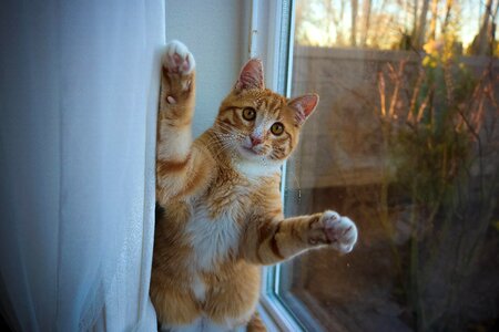 Adorable animal cat