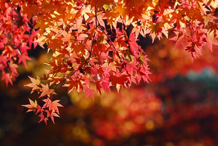 Maple leaf landscape tree