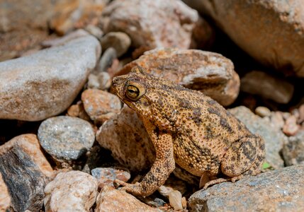 Toad Bufo marinus photo