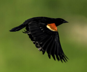 Red Winged Blackbird flapping its wings in flight photo