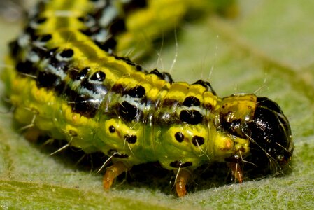Bug animal macro
