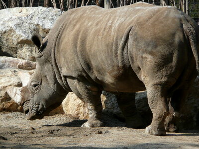 African White Rhino, photo