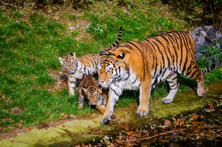 A family of tigers photo