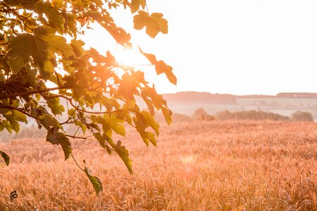 Harvest cereals sky