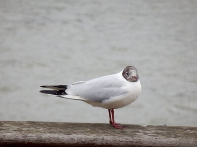 Seagull standing on the coastal rock photo