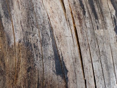 Wood texture nature