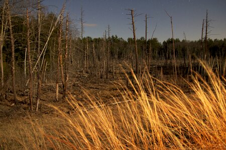 Dawn grass landscape photo