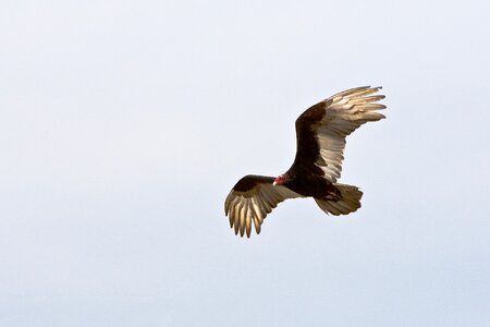 Bird of prey flight wings photo