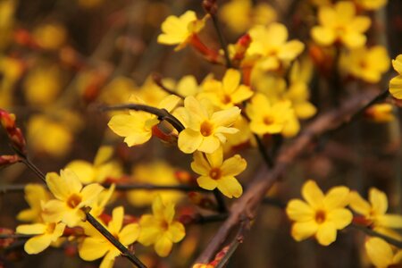 Summer spring yellow flowers photo