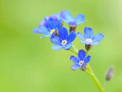 Beautiful Flowers blooming blossom photo