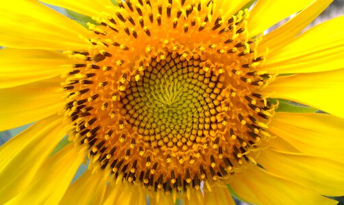 Sunflower seed petals plants
