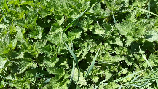 Green leaves nature photo