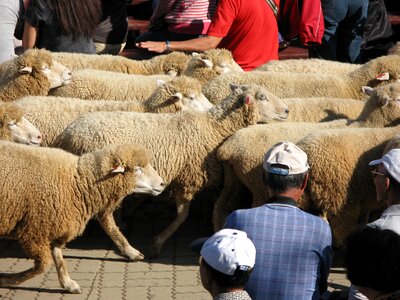 Sheep show travel brown king
