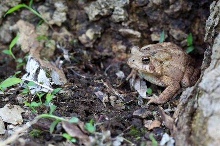 American amphibia amphibian