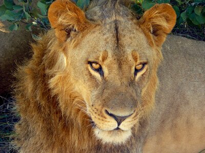 Big cat head portrait photo