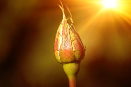 Beautiful Flowers beautiful image beautiful photo photo