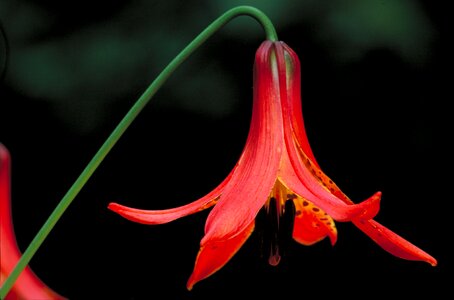 Plant stem petals