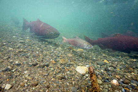 Chinook salmon-1