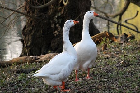 Geese poultry bank