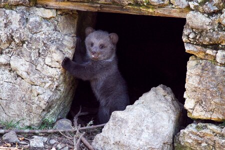 Animal cute fur