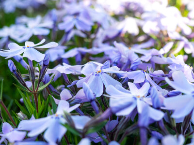 Purple Spring Flowers photo