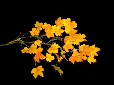 Autumn bouquet leaf