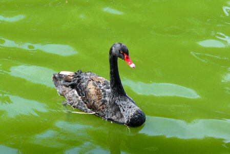 Green water lake
