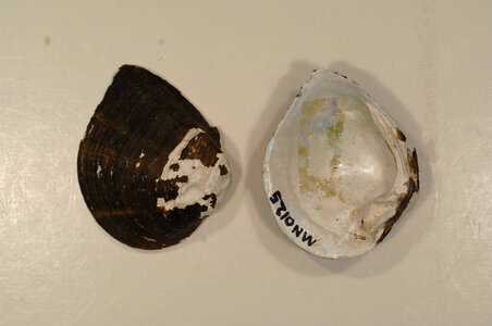 Truncilla truncata-2